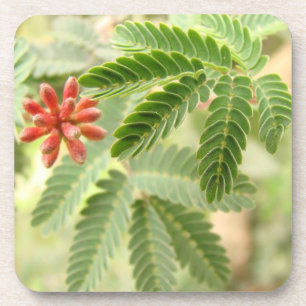 Dessous de verre tropicaux de liège de feuille