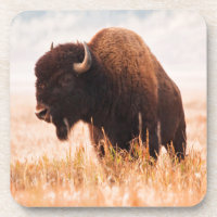 Troupeau de bisons d'Amérique (Bison Bison) à Teto