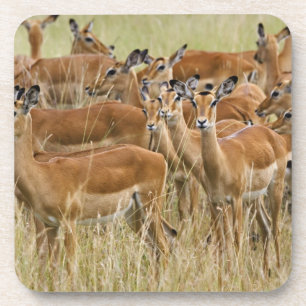 Dessous-de-verre Troupeau d'impalas femelles, Masai Mara, Kenya.