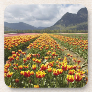 Dessous-de-verre Tulip Farm près d'Agassiz, Colombie-Britannique,