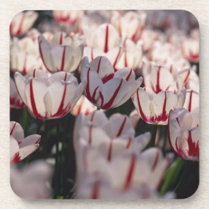Dessous-de-verre Tulipes
