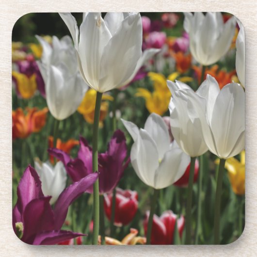 Dessous-de-verre Tulipes (Devant)
