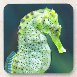 Dessous-de-verre Un bel hippocampe de Knysna