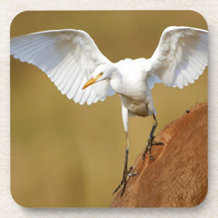 Dessous-de-verre Un Héron Garde-Bœufs (Bubulcus Ibis) Descend
