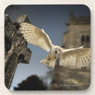 Dessous-de-verre Un hibou de grange (Tyto alba) dans un cimetière