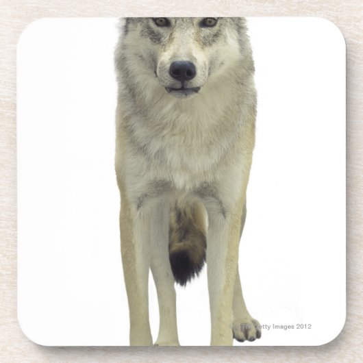 Dessous-de-verre Un loup (Devant)