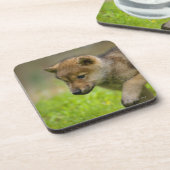 Dessous-de-verre Un loup de bébé (Côté gauche)