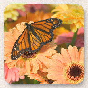 Dessous-de-verre Un papillon Morio