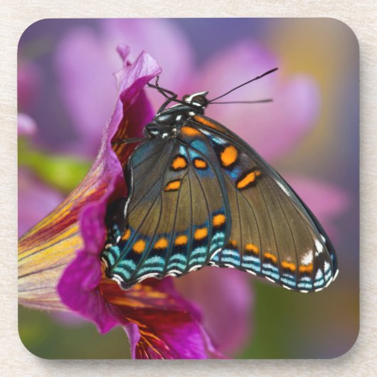 Dessous-de-verre Un papillon swallowtail (Devant)