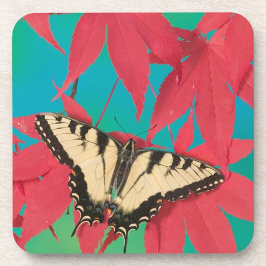 Dessous-de-verre Un papillon swallowtail du Canada (Devant)