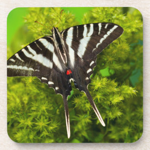 Dessous-de-verre Un papillon swallowtail nord-américain