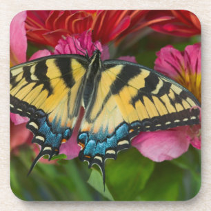 Dessous-de-verre Un papillon swallowtail tigre