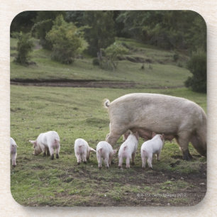 Dessous-de-verre Un porc avec des porcelets dans un domaine