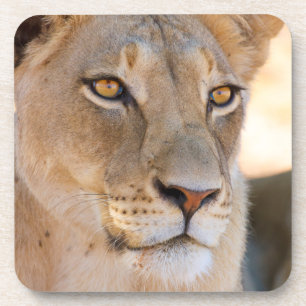 Dessous-de-verre Un portrait d'une lionne regardant au loin