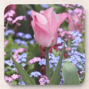 Dessous-de-verre Un tulipe au jardin du Luxembourg, Paris, France