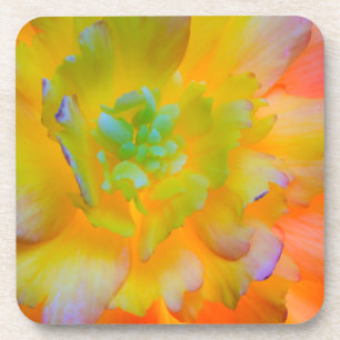 Dessous-de-verre Une fleur de begonia lumineuse, éclairée par l'arr