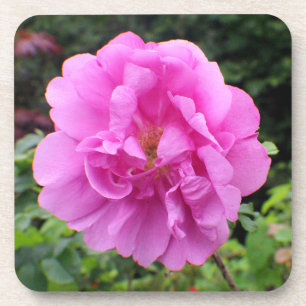 Dessous-de-verre Une seule fleur rose