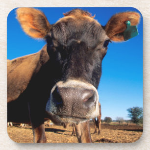 Dessous-de-verre Une vache jersiaise curieuse
