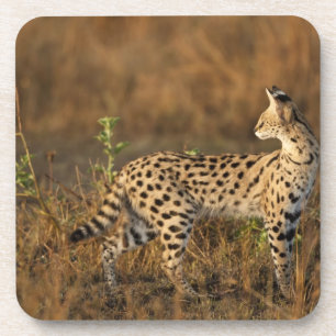 Dessous-de-verre Upper Mara, réserve de gibier Masai Mara, Kenya,