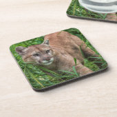 Dessous-de-verre USA, Minnesota, Sandstone, Minnesota Wildlife (Côté gauche)