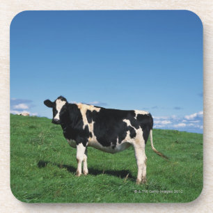 Dessous-de-verre Vache du Holstein se tenant dans le domaine,