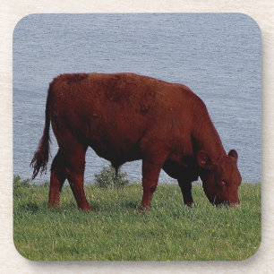 Dessous-de-verre Vache rouge du sud Grazeing à Devon sur le