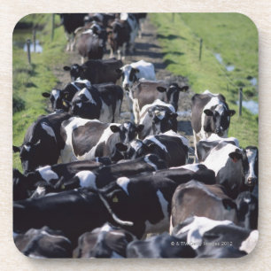 Dessous-de-verre Vaches laitières de Fresian, attendant la traite,