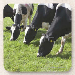 Dessous-de-verre Vaches laitières frôlant dans le pâturage
