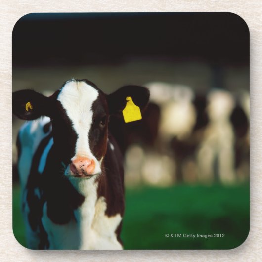 Dessous-de-verre Veau de frison du Holstein (Devant)