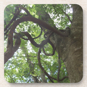 Dessous-de-verre vieilles vignes enchevêtrées dans l'arbre