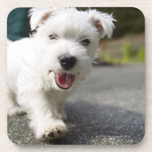 Dessous-de-verre Vieux terrier des montagnes occidental femelle de