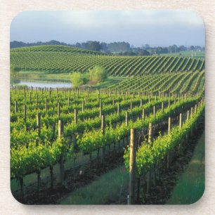 Dessous-de-verre Vignes en rangées nettes dans le Napa en Californi