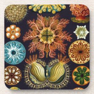 Dessous-de-verre Vintage Haeckel