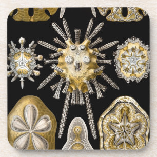 Dessous-de-verre Vintage Haeckel