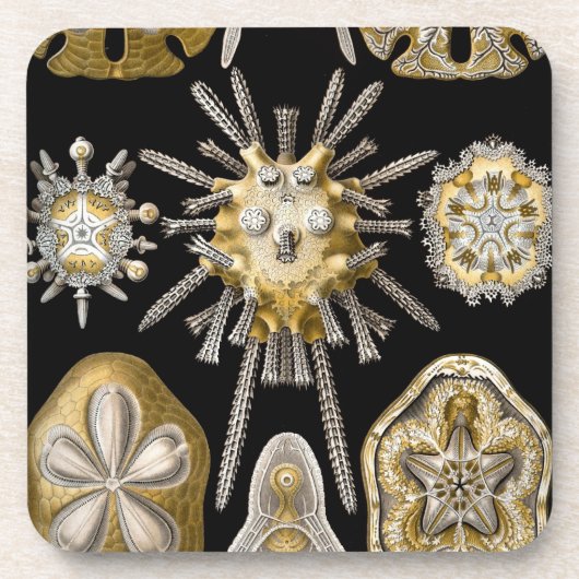 Dessous-de-verre Vintage Haeckel (Devant)