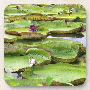 Dessous-de-verre Vitoria Regis, nénuphars géants de l'Amazonie