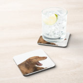 Dessous-de-verre Vizsla baîllant devant l'au sol de dos de blanc (Côté Droit)