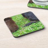 Dessous-de-verre Vue arrière de deux chiens de teckel (Côté gauche)