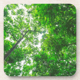 Dessous-de-verre Vue ascendante des arbres