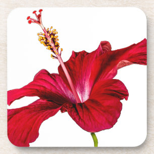 Dessous-de-verre Vue latérale de l'Hibiscus rouge