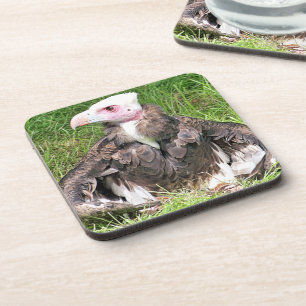 DESSOUS-DE-VERRE VULTURE