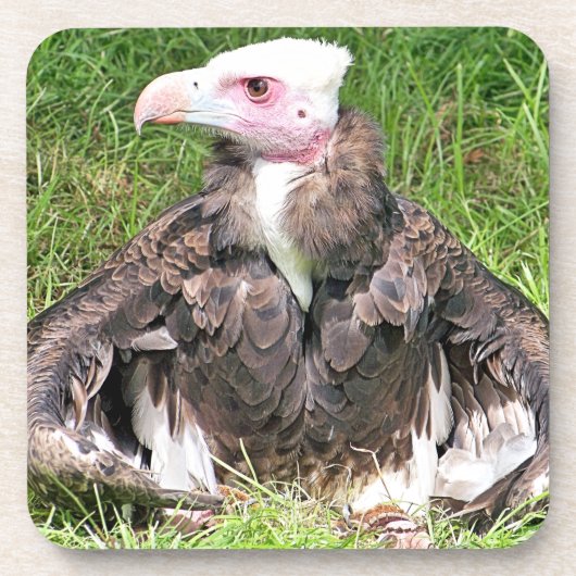 DESSOUS-DE-VERRE VULTURE (Devant)