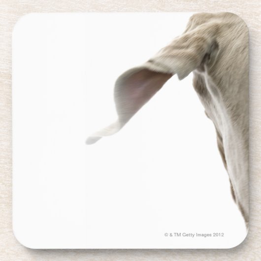 Dessous-de-verre Weimaraner 2 (Devant)