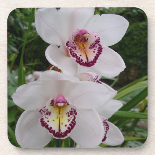 Dessous-de-verre White Orchids Beautiful Tropical Flowers