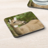 Dessous-de-verre White Tailed (Côté gauche)