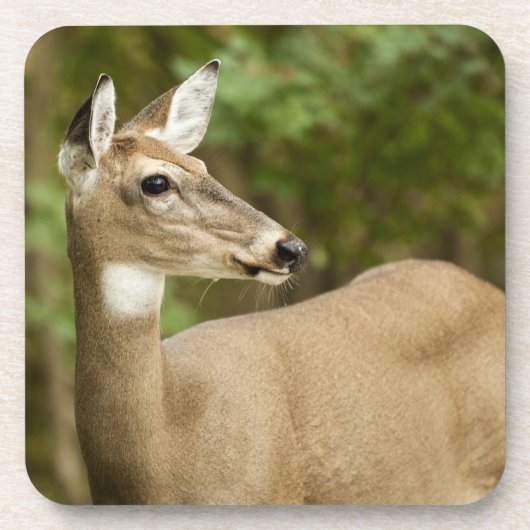 Dessous-de-verre White Tailed (Devant)