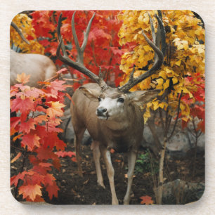 Dessous-de-verre Whitetail En Automne
