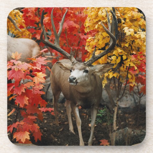 Dessous-de-verre Whitetail En Automne (Devant)