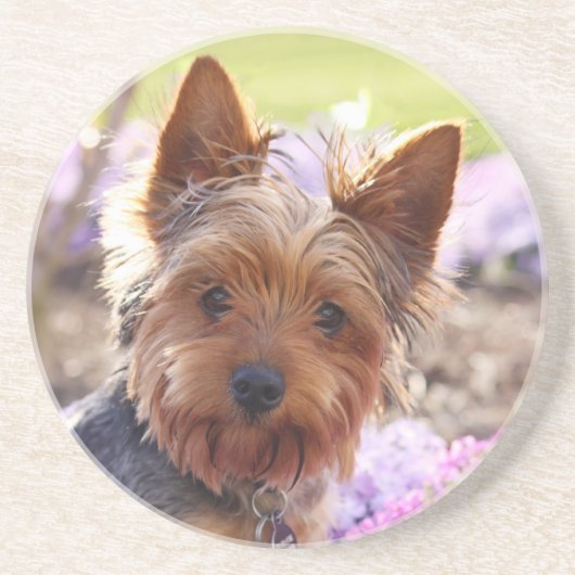 Dessous de verre Yorkshire Terrier (Devant)