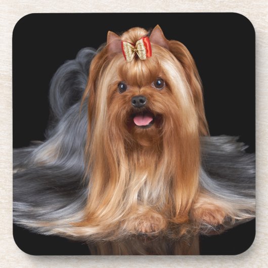 Dessous-de-verre Yorkshire Terrier sur le noir (Devant)